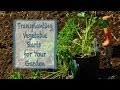 How To Transplant Vegetable Starts for Your Garden