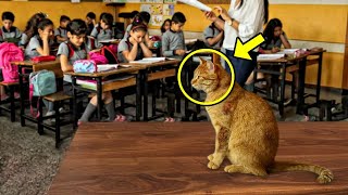 كانت القطة الضالة تأتي إلى صف الرياضيات كل يوم، ثم حدث ما لا يمكن تصوره!