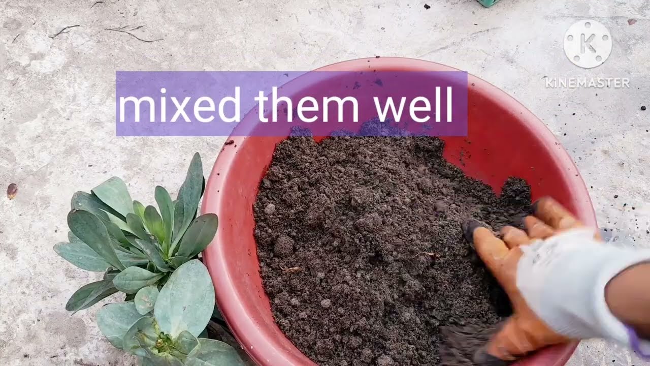 How to grow lisianthus in pot| how to care lisianthus in monsoon #gardening #lisianthus