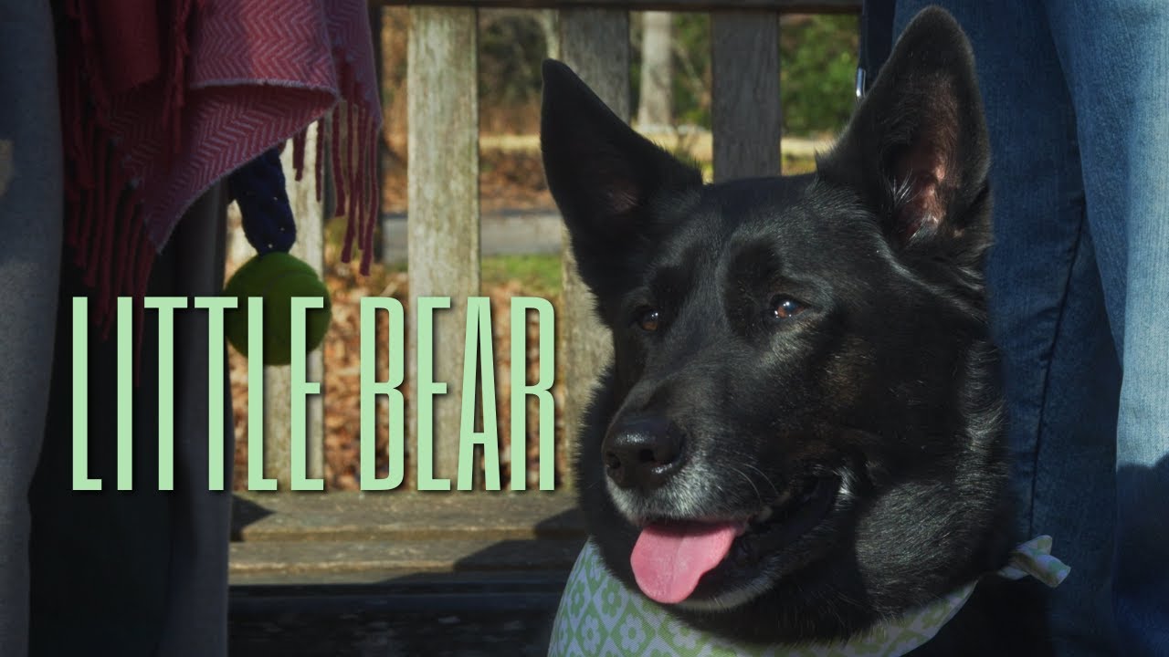 Little Bear | Short Film (2025)