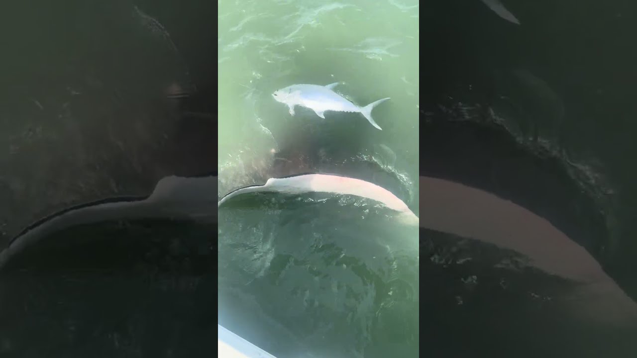 People Watch As A Massive Stingray Tries To Eat Their Queen Fish Off The Line 