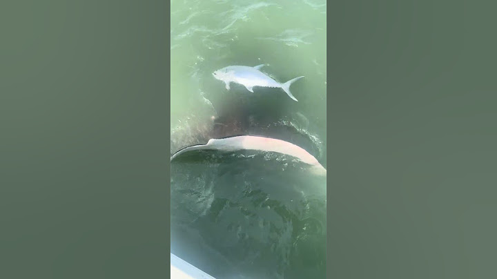 People watch as a massive Stingray tries to eat their Queen Fish off the line!