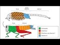 ¿CÓMO SE PRODUCEN LOS GRANDES SALTOS EN LA EVOLUCIÓN BIOLÓGICA? GENES Y DESARROLLO