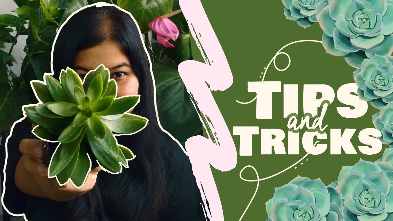 Watch This! Tips and Tricks for beginners in Succulents - YouTube