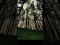 📌 TITLEThis Place in Sri Lanka Feels Unreal 😍 | Ohiya Nature Short 🇱🇰📌