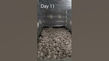 This time-lapse was taken over 16 day from colonization to fruiting with a GoPro. 📷🍄