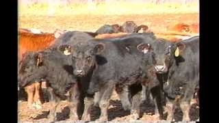 Why Can a Cow Eat Grass?