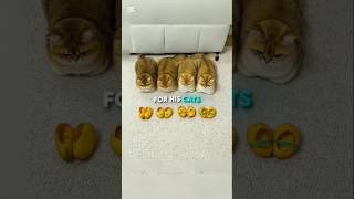 This Owner Made Mango Shoes for His Cats🥭🐱#cute #cat #cats #funny #shorts