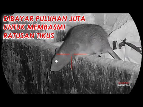 Video: Wabah Leptospirosis Terus Menyebar