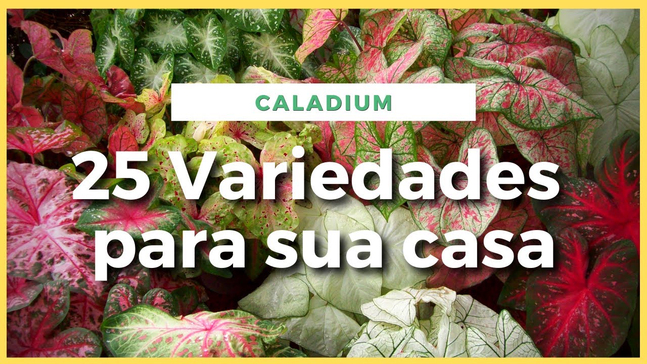 25 ESPÉCIES DE CALADIUM COM DIFERENTES CORES, FORMATOS E TAMANHOS