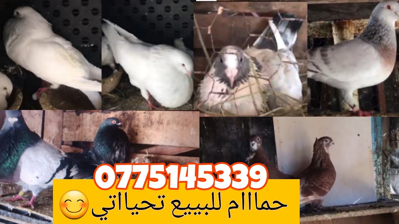 فيديو جديد: الحمام كوولو لبيع لي بغا شي حاجاا مرحبا 0775145339😎😎