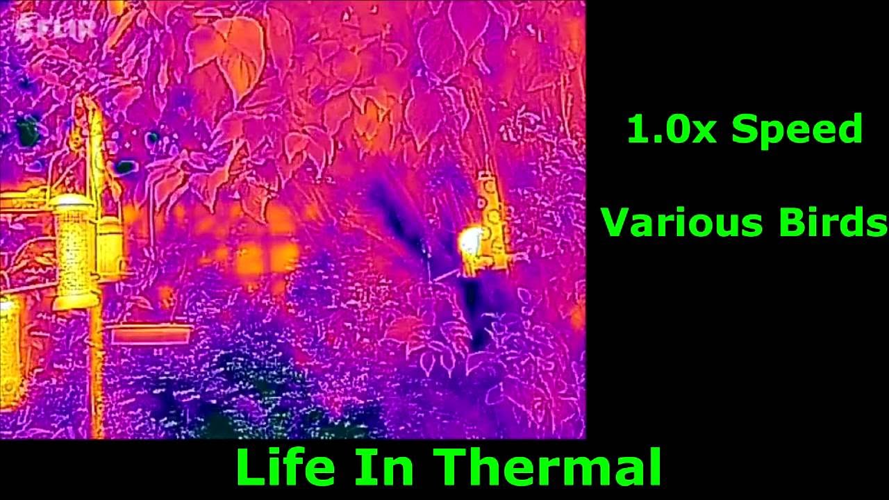 Birds In Thermal Are Wings Warm or Cold? YouTube