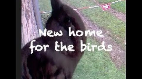 How to build a bird box with an Amazon blink camera inside