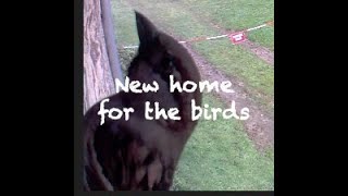 How to build a bird box with an Amazon blink camera inside