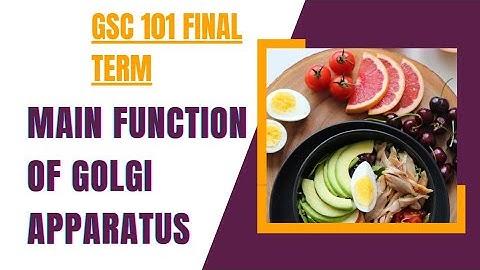 function of golgi apparatus | gsc101 final term preparation