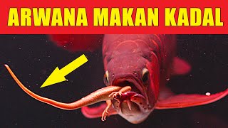 ARWANA MAKAN KADAL. VIDEO LANGKA !