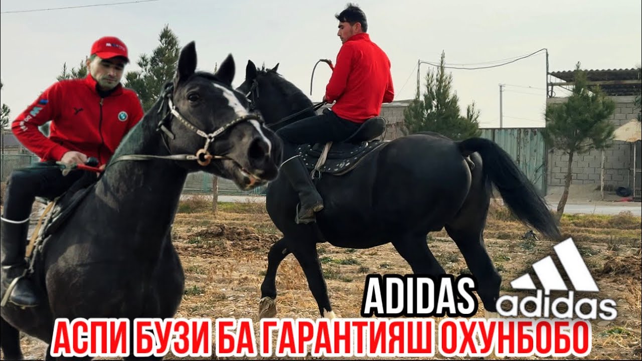 Сиех кашка аспи бузи Адидас Европа гибрид 15 января 2026 г.