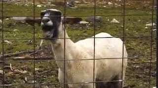Shine A Goat - McFly feat. Goat