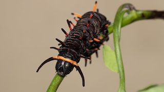Larva da borboleta Battus polydamas ingerindo a exúvia após a muda