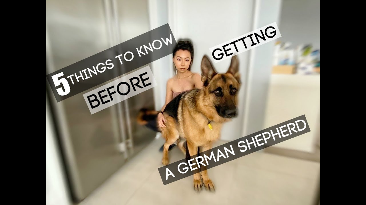 5 Things To Know Before Getting A German Shepherd