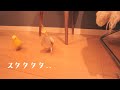 走って喋って遊ぶセキセイインコとオカメインコの年末 Cockatiel Budgie vlog