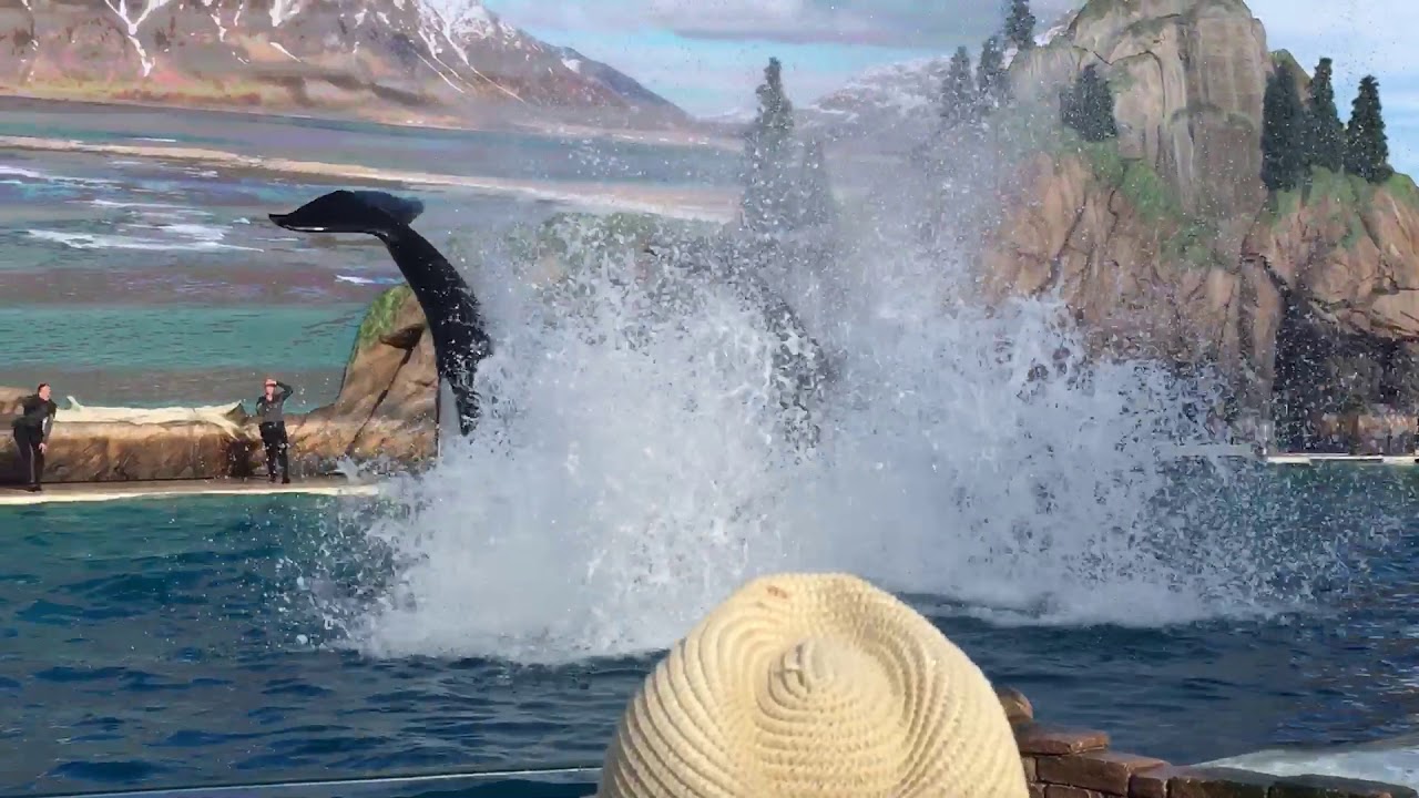 Orkid Shouka and Makani