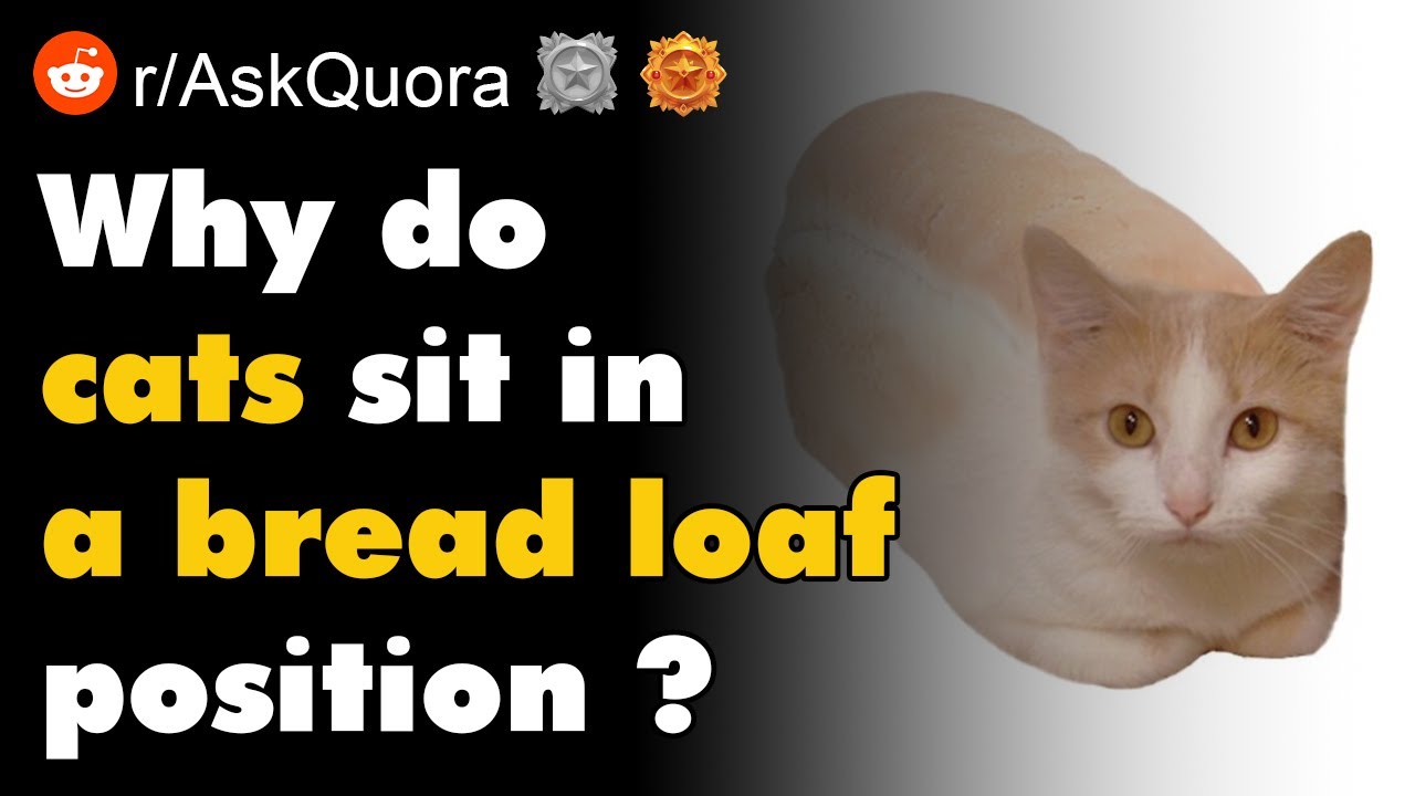 Why do cats sit in a bread loaf position ? r/AskQuora YouTube