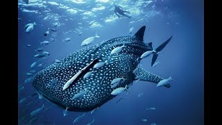 Чудесное спасение акулы Чудесное спасение акулы