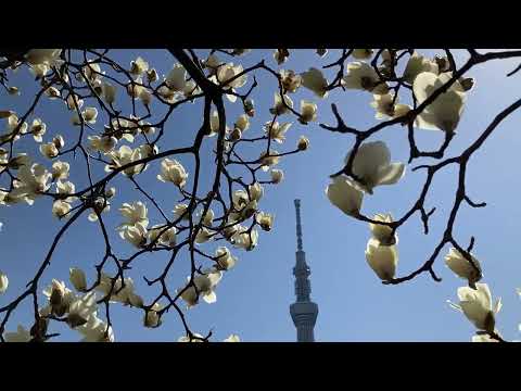 木蓮の花　舞う　✿　隅田公園　☆　桜橋　2024年　3月11日　Magnolia flower　Asakusa　♬　東京スカイツリー　青空  @iamshinya777