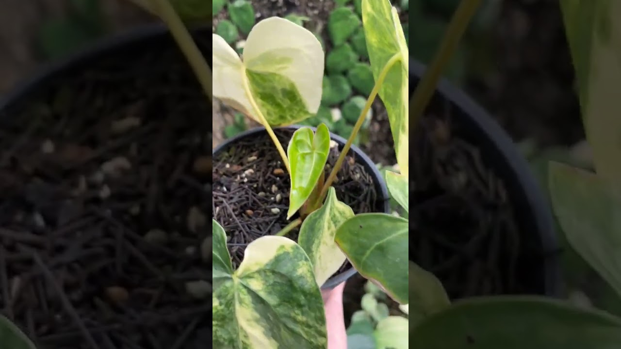 Antorium Clavigerum varigated 