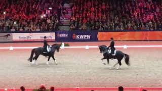 Black Magic at the 2019 KWPN Stallion Show