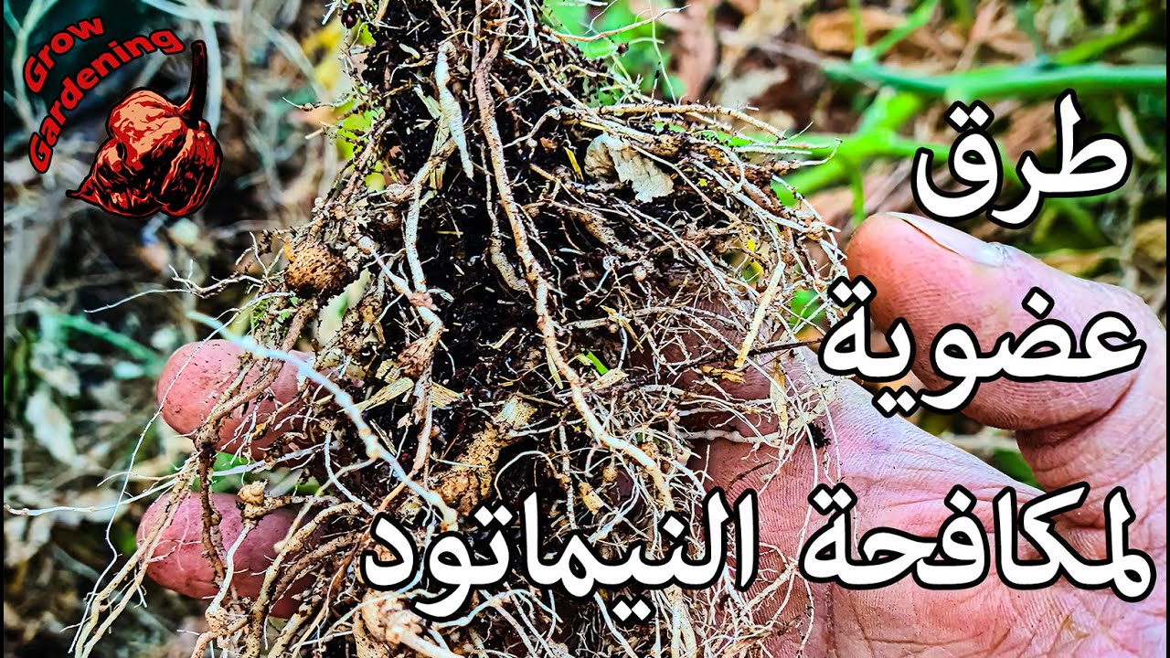 طرق عضوية لمكافحة النيماتود