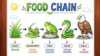 Food Chain Easy Drawing | How To Draw Food Chain Diagram | Food Chain Science Project