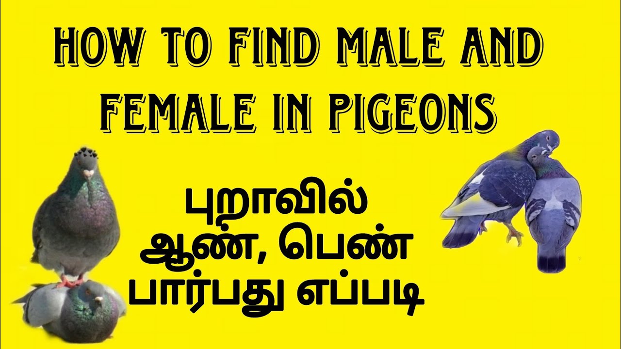 How to find male and female in pigeons ஆண், பெண் பாரப்து ? புறா