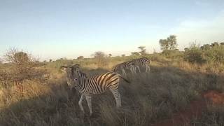 Makanyane Safari Lodge, Madikwe Game Reserve