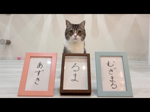 【祝】兄になった猫に弟妹たちの名前を決めてもらったらこうなりました！