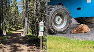 AROUND WYOMING: Bear Activity, Calving Season and Data Centers!