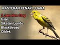 MASTERAN KENARI JUARA || 2 JAM NON STOP MATERI Sikatan Londo Blackthroad Ciblek