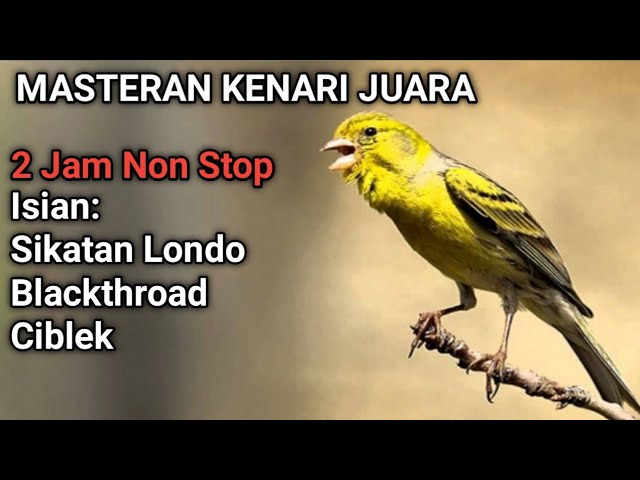 MASTERAN KENARI JUARA || 2 JAM NON STOP MATERI Sikatan Londo Blackthroad Ciblek class=