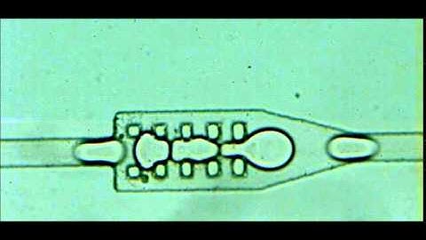 V7 - droplet microfluidics, merging process