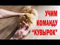 Померанский шпиц учит кувырок. У собак в глазах двоится. Пес Контент пометил кроссовки