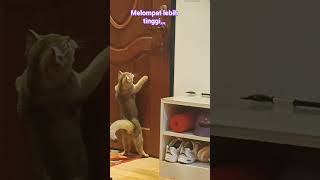 Bubu anabul lucu melompat lebih tinggi