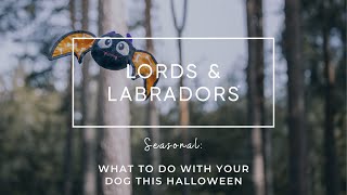 What to do with your dog this Halloween 👻 by Lords & Labradors 15 views 6 months ago 3 minutes, 22 seconds