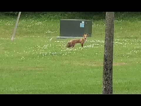 A Baby Fox Named Ranch
