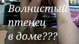 Что нужно для появления птенцов в доме