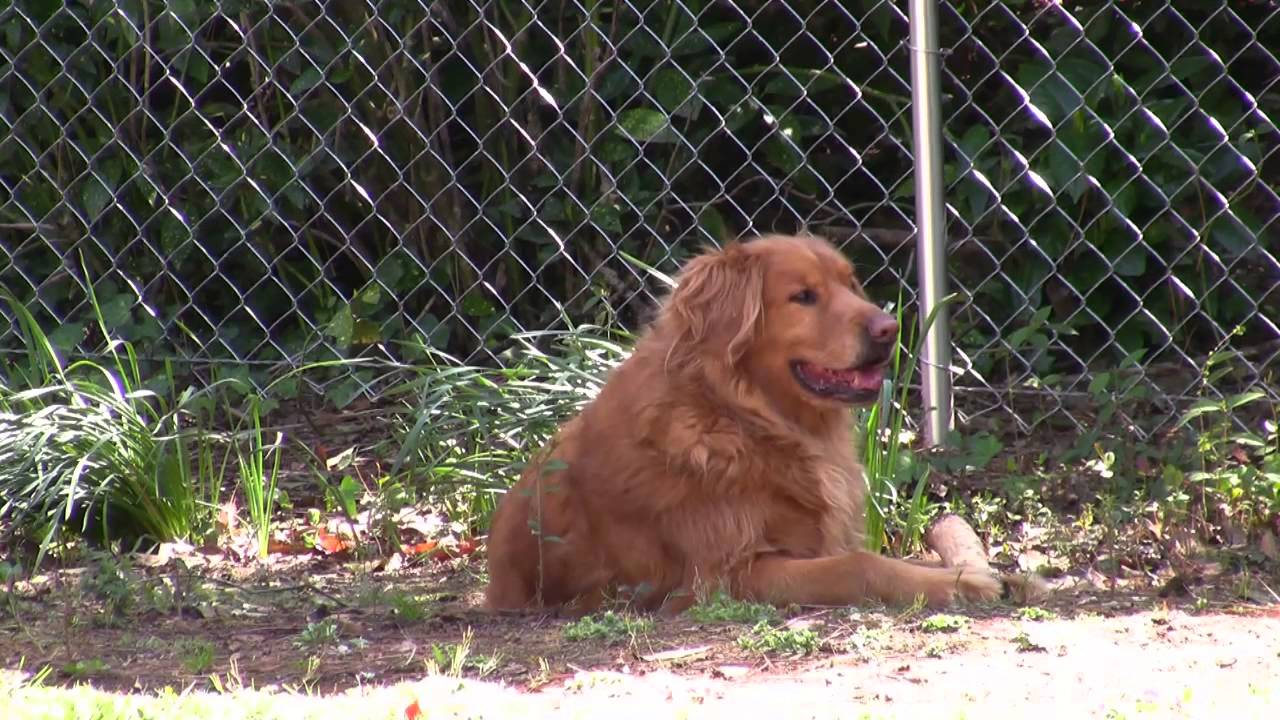 Canon Vixia HF100 Video Test