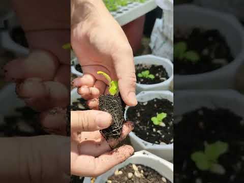 Video: Frisée Greens là gì - Cách trồng Frisée trong vườn