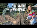 Saving the sweetpeas  allotment gardening for beginners