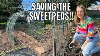 Saving The Sweetpeas Allotment Gardening For Beginners