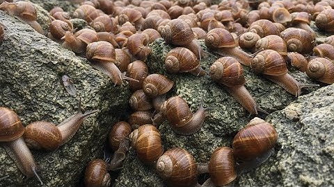 The Slow Conqueror: Snail Vs. The Stone Mountain | Cinematic 4K Slow Motion